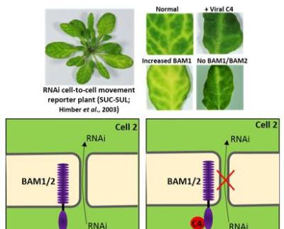 中国科学院揭示植物免疫激活新机制，寻找更多细胞内感受器成关键