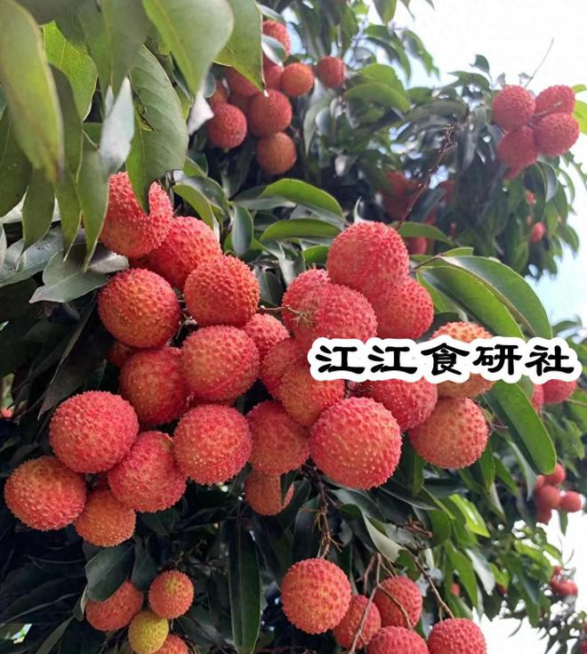 6月，这个“纯阳之果	”，吃对了补阳气、健脾还养心	，一觉到天亮_6月，这个“纯阳之果”，吃对了补阳气、健脾还养心	，一觉到天亮_